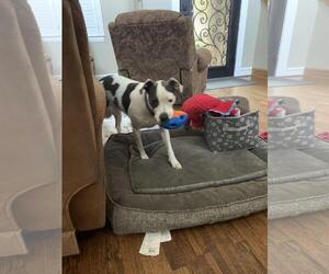 American Pit Bull Terrier Dogs for adoption in Denton, TX, USA