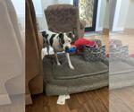 Small American Pit Bull Terrier