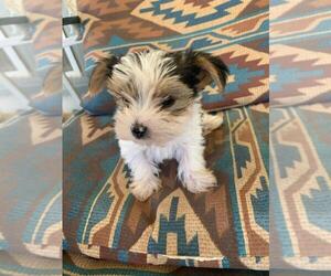 Yorkshire Terrier Puppy for sale in LA LUZ, NM, USA