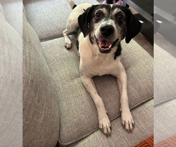 Medium Photo #1 Beagle-Mountain Cur Mix Puppy For Sale in Crystal, MN, USA