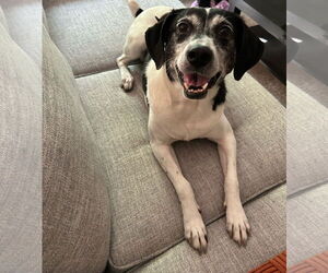 Beagle-Mountain Cur Mix Dogs for adoption in Crystal, MN, USA