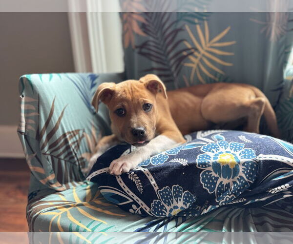 Medium Photo #13 American Staffordshire Terrier Puppy For Sale in Holly Springs, NC, USA