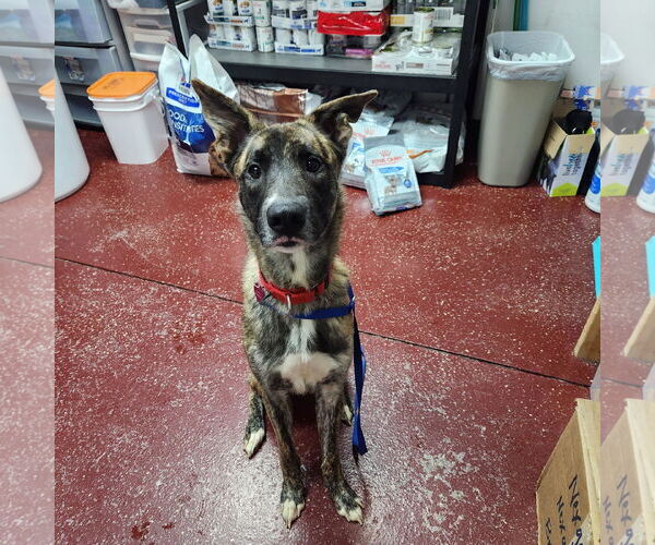 Medium Photo #4 Catahoula Leopard Dog-Unknown Mix Puppy For Sale in Fargo, ND, USA