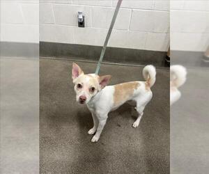 Chihuahua-Unknown Mix Dogs for adoption in Forestville, MD, USA