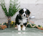 Small #2 Australian Shepherd