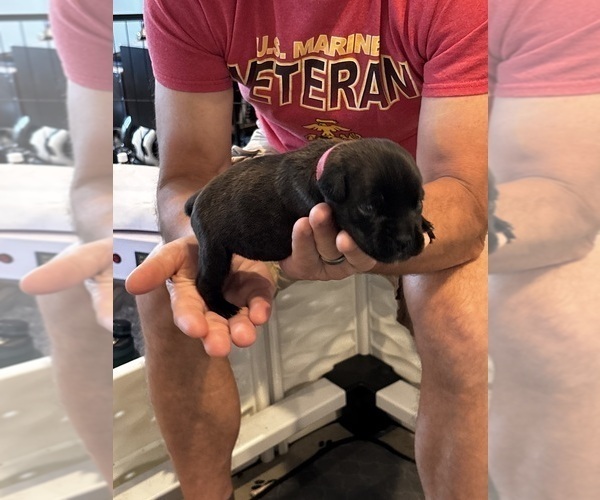 Medium Photo #81 Cane Corso Puppy For Sale in REEVESVILLE, SC, USA