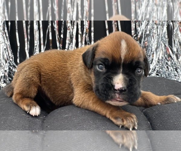 Medium Photo #4 Boxer Puppy For Sale in PAWNEE CITY, NE, USA
