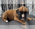 Small #3 Boxer