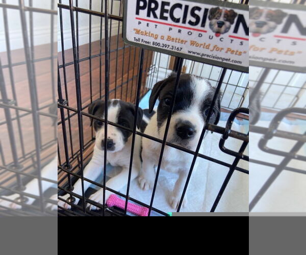 Medium Photo #3 Colonial Cocker Spaniel-Labrador Retriever Mix Puppy For Sale in Studio City, CA, USA