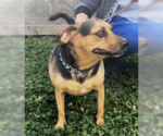 Small #1 Beagle Mix