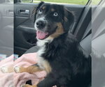 Small #2 Australian Shepherd Mix