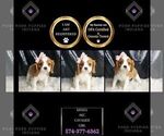 Small Photo #48 Cavalier King Charles Spaniel Puppy For Sale in WARSAW, IN, USA