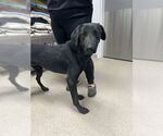 Small #2 Labrador Retriever Mix