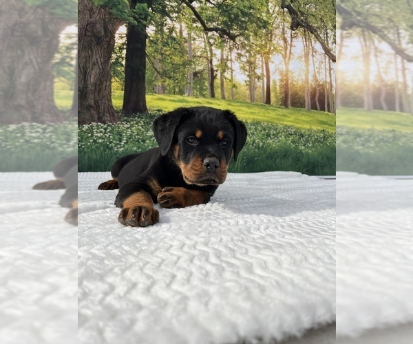 Full screen Photo #7 Rottweiler Puppy For Sale in MADERA, CA, USA