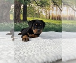 Small Photo #7 Rottweiler Puppy For Sale in MADERA, CA, USA