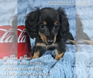Dachshund Puppy for sale in TEMPE, AZ, USA
