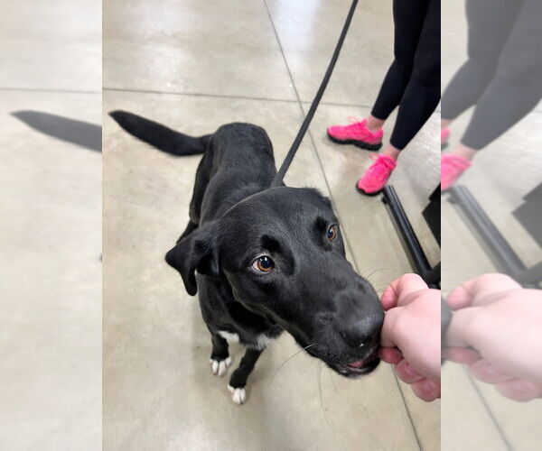 Medium Photo #3 Borador Puppy For Sale in Pierceton , IN, USA