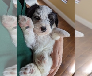 Chinese Crested-Morkie Mix Puppy for sale in ORLANDO, FL, USA