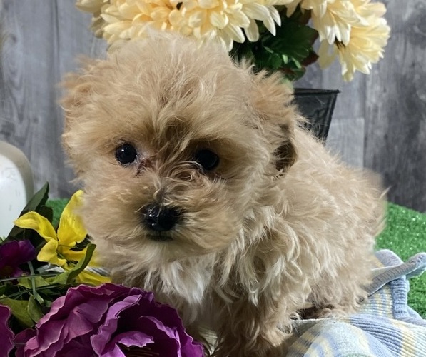 Medium Photo #3 Maltipoo (Toy) Puppy For Sale in CANOGA, NY, USA