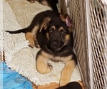 Small Photo #35 German Shepherd Dog Puppy For Sale in LAWRENCEBURG, TN, USA