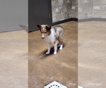Puppy Sonic Shetland Sheepdog