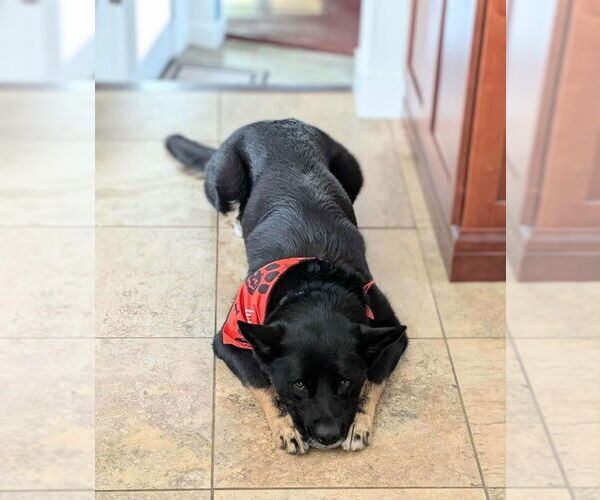 Medium Photo #4 Australian Kelpie-Unknown Mix Puppy For Sale in Caldwell, NJ, USA