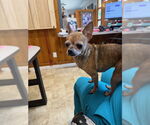 Small #1 Chihuahua Mix