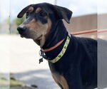 Small #22 Doberman Pinscher-Pointer Mix