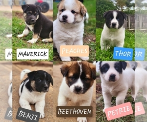 Akita-German Shepherd Dog Mix Puppy for sale in MILWAUKEE, WI, USA