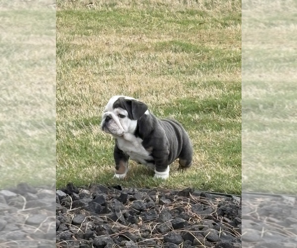 Medium Photo #1 Bulldog Puppy For Sale in MCDONOUGH, GA, USA