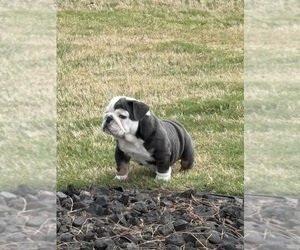 Bulldog Puppy for sale in MCDONOUGH, GA, USA