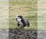 Small Bulldog