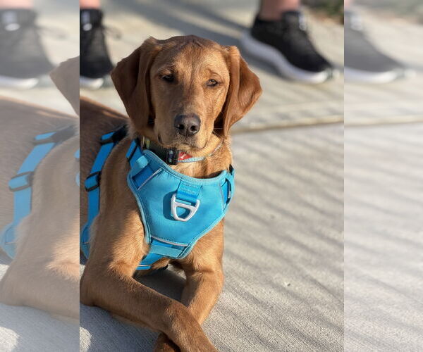 Medium Photo #1 Labrador Retriever-Unknown Mix Puppy For Sale in Jackson Township, NJ, USA