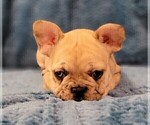 Small Photo #5 French Bulldog Puppy For Sale in WINDYVILLE, MO, USA