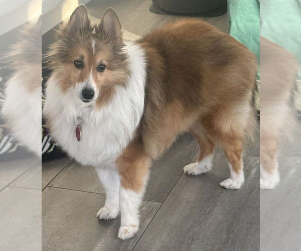 Medium Photo #2 Mutt Puppy For Sale in Greenbelt, MD, USA