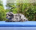 Small #4 Poodle (Toy)