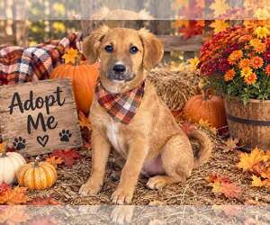 LILA - Female - Mix Dog for Adoption - Photo #4