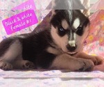 Small #3 Siberian Husky