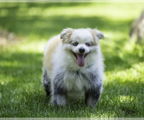 Medium Photo #3 Pomeranian-Unknown Mix Puppy For Sale in Farmington, MN, USA