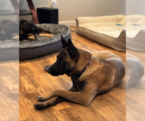 Medium Photo #5 German Shepherd Dog-Unknown Mix Puppy For Sale in Seattle, WA, USA