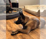 Small #4 German Shepherd Dog Mix