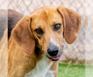 Brewster - Male Mutt Dog for Adoption - Photo #4