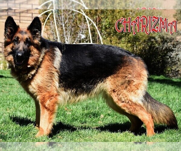 Medium Photo #13 German Shepherd Dog Puppy For Sale in MURRIETA, CA, USA