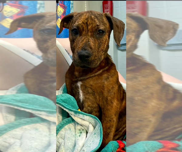 Medium Photo #1 American Pit Bull Terrier-American Staffordshire Terrier Mix Puppy For Sale in Wenonah, NJ, USA