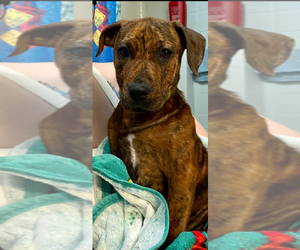 American Pit Bull Terrier-American Staffordshire Terrier Mix Dogs for adoption in Wenonah, NJ, USA