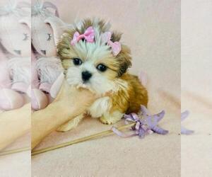 Shih Tzu Puppy for sale in WEST PALM BEACH, FL, USA