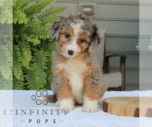 Bernedoodle (Miniature) Puppy for sale in NARVON, PA, USA