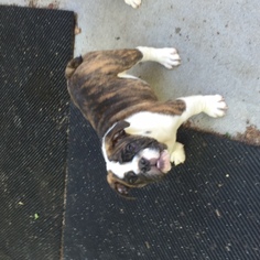 Bulldog Puppy for sale in THOMSON, GA, USA