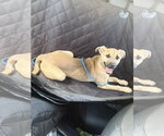 Small #1 German Shepherd Dog Mix