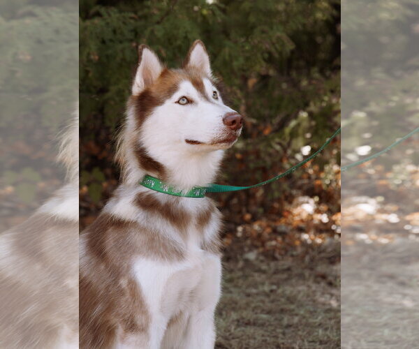 Medium Photo #4 Siberian Husky Puppy For Sale in Carrollton, TX, USA